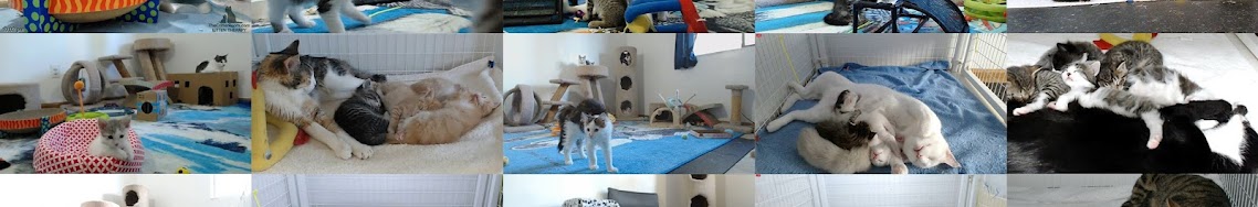 Kitten Cams